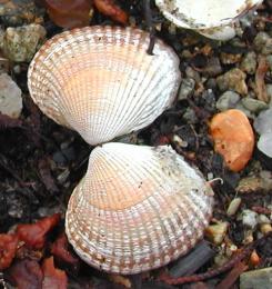 Shells on the beach